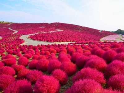 地膚種子種植時間是幾月？