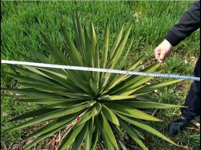 劍麻是草本植物嗎