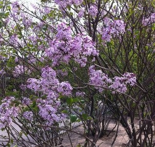 移栽丁香樹四十天不發芽