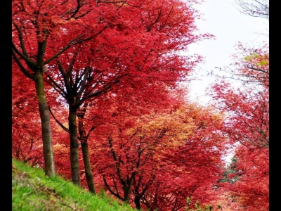 紅楓的花語和寓意