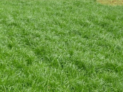 牧草黑麥草哪個季節種？