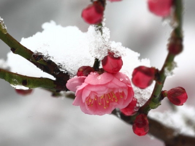 新疆有梅花樹嗎？