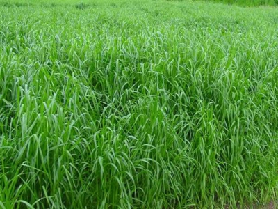 多年生黑麥草和一年生黑麥草有什么區別？