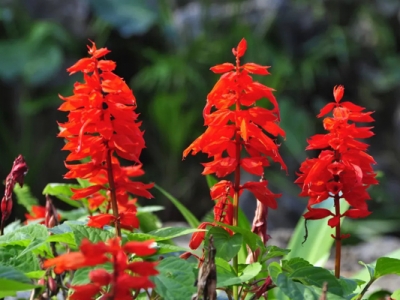 紅花鼠尾草和一串紅的區別是什么？