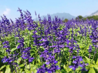 鼠尾草和魯冰花的區別在哪？