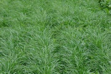 山西黑麥草草坪批發基地