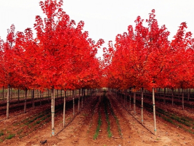 美國紅楓冬季是否會全部變紅？