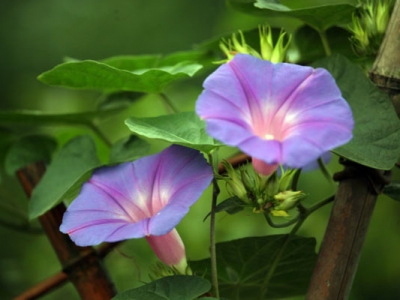 牽牛花花期是幾月份？