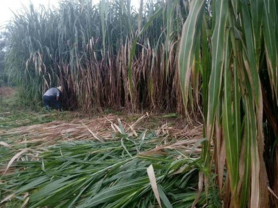 甜象草比皇竹草產量低多少