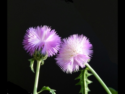 香矢車菊多久發芽