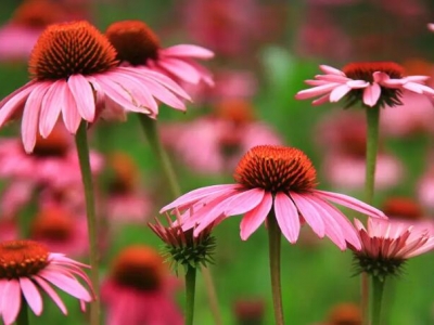 松果菊幾天發芽