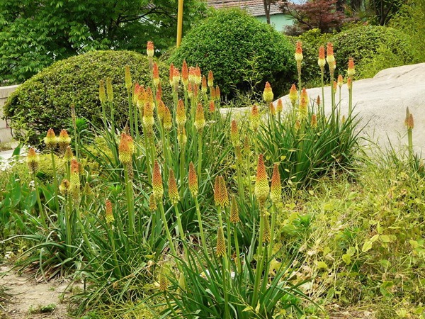 火炬花幾天發芽，播種后多久開花