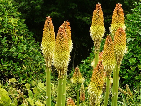 火炬花幾天發芽，播種后多久開花