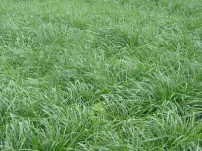 黑麥草種植季節