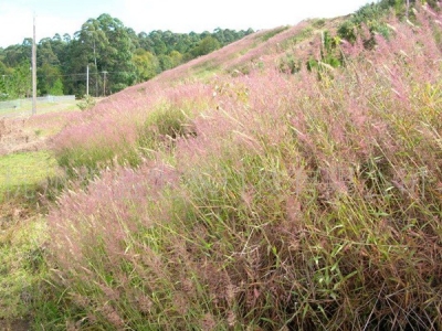 [糖蜜草]糖蜜草種子圖片_價格_種植方法