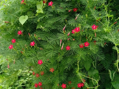 蔦蘿種子價格_圖片_種植方法