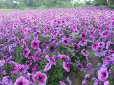 常年開花的草本花有哪些呢