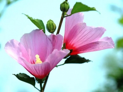 觀賞木槿花種植基地在哪里